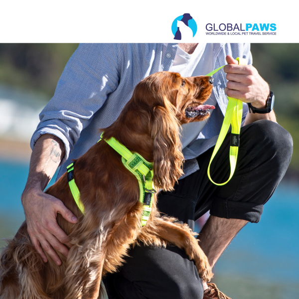 Rogz Dog Utility Control Harness - Image 9