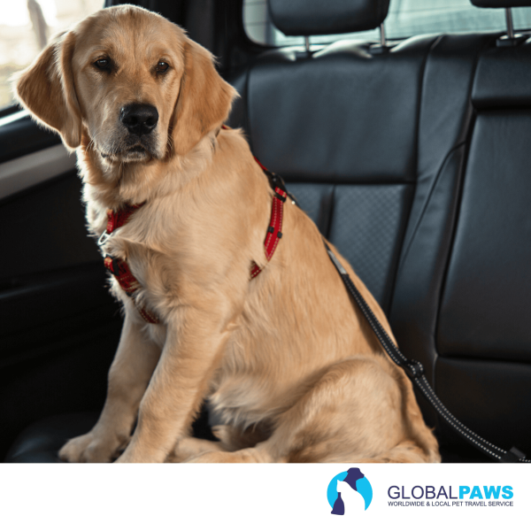 Rogz Dog Utility Car Safe Seat Belt Clip - Image 2