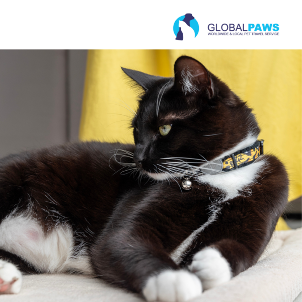 Rogz FasionCat Safety Collar - Image 10