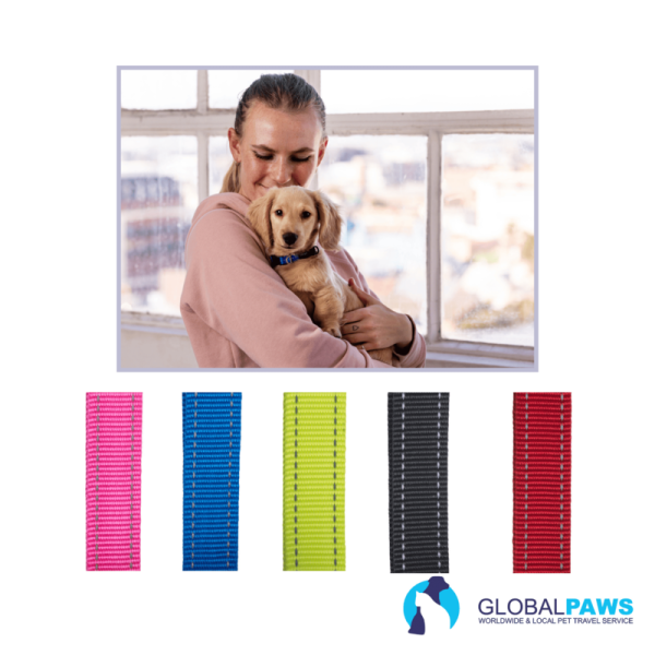 Rogz Dog Utility Collar Classic