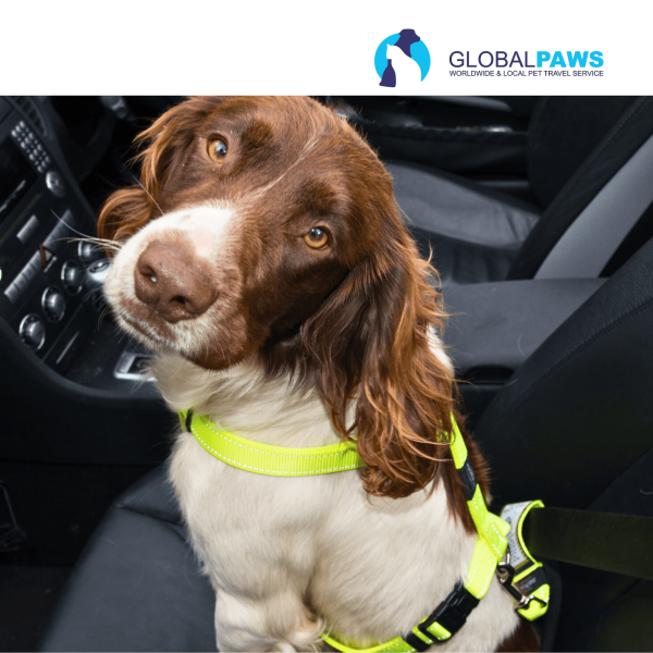 Rogz Dog Car Safe Safety Belt Clip