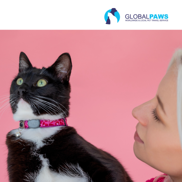 Rogz FasionCat Safety Collar - Image 11