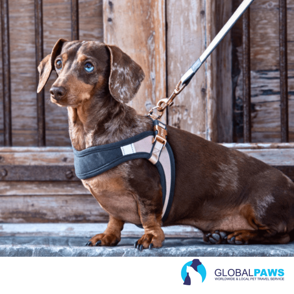 Rogz Dog Urban Classic Lead - Image 9