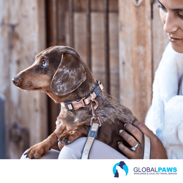 Rogz Dog Urban Classic Collar - Image 9