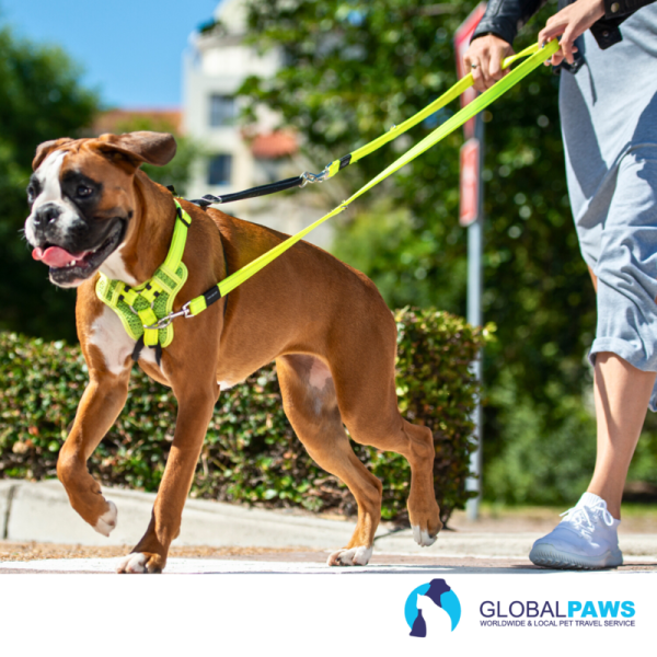 Rogz Dog Utility Harness Stop Pull - Image 9